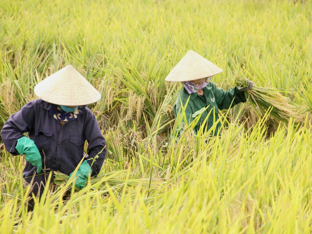 Mekong Delta
